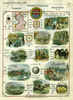 County Of Cambridge