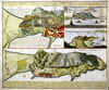 Neuester Und Exacter Plan Und Prospect ... Gibraltar