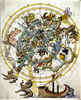 Untitled [Celestial Planisphere]